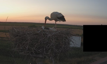 Slika pregleda web-kamere Storks Przysiecz